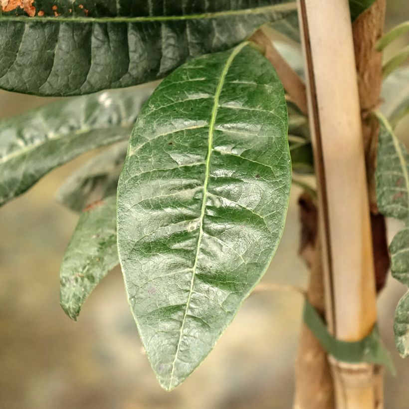 Pouteria obovata - Lucuma (Laub)