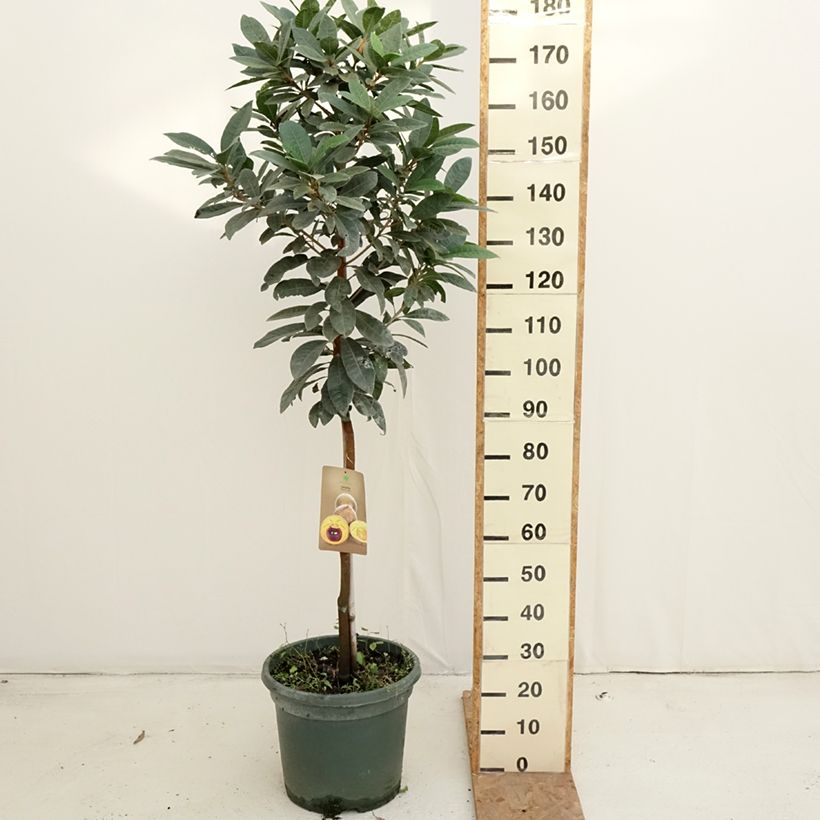 Exemplar von Pouteria obovata - Lucuma Topf mit 20L/25L wie im Herbst geliefert
