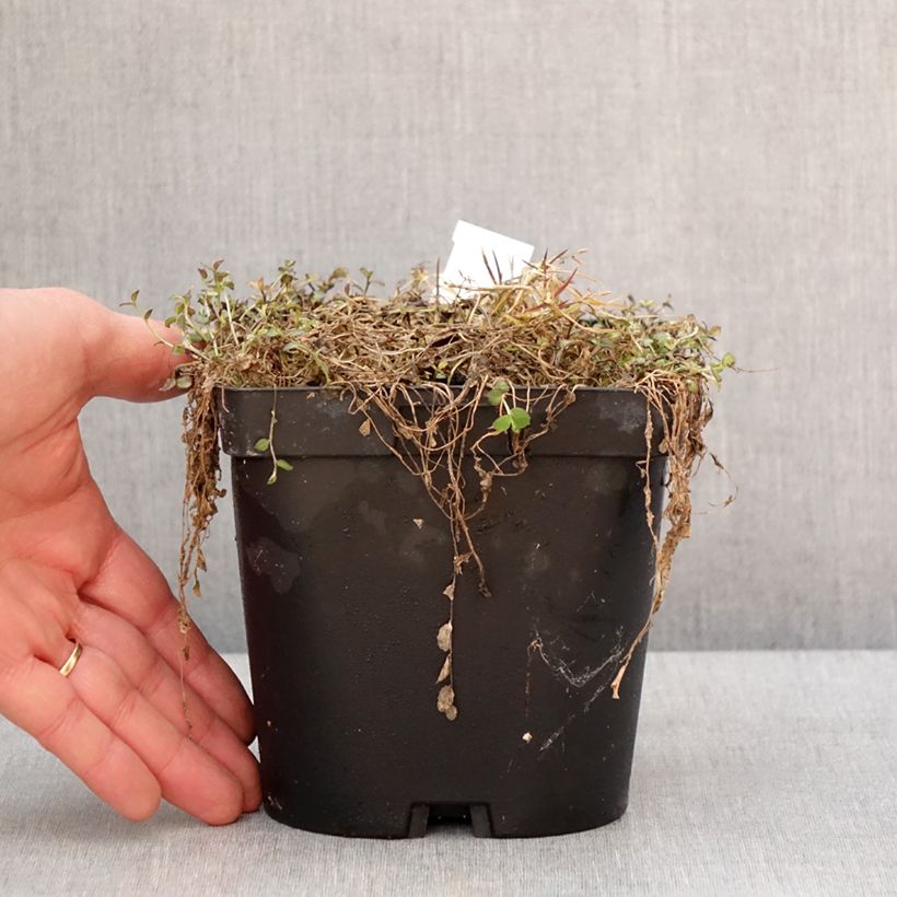 Exemplar von Pratia pedunculata County Park Pot de 2L/3L wie im Winter geliefert