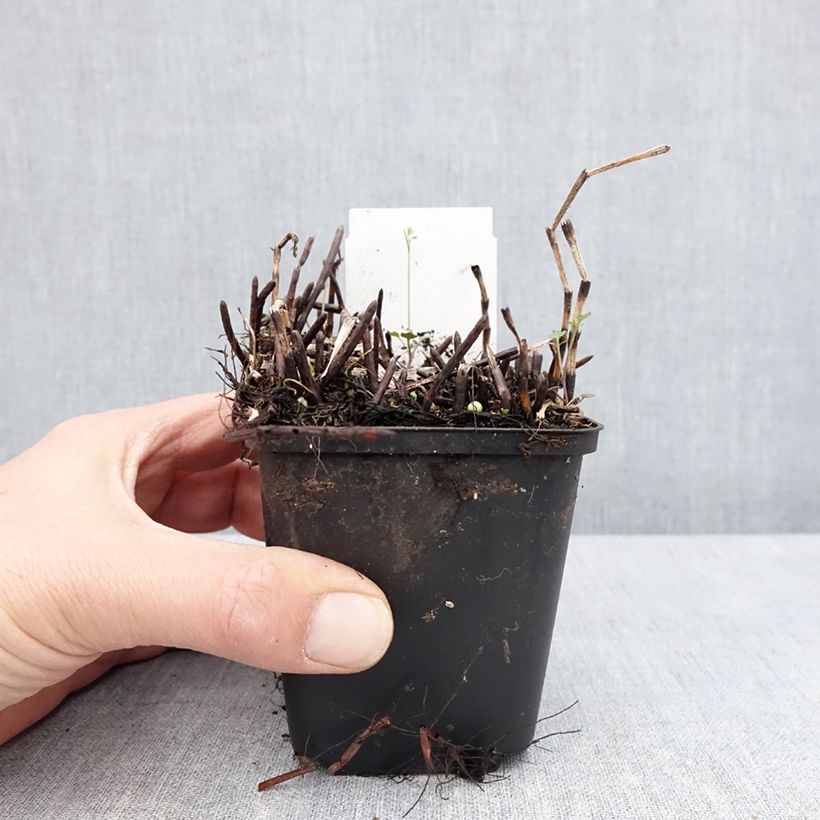 Example of Equisetum fluviatile - Teich-Schachtelhalm Kleine Töpfe von 8/9 cm as you get in printemps