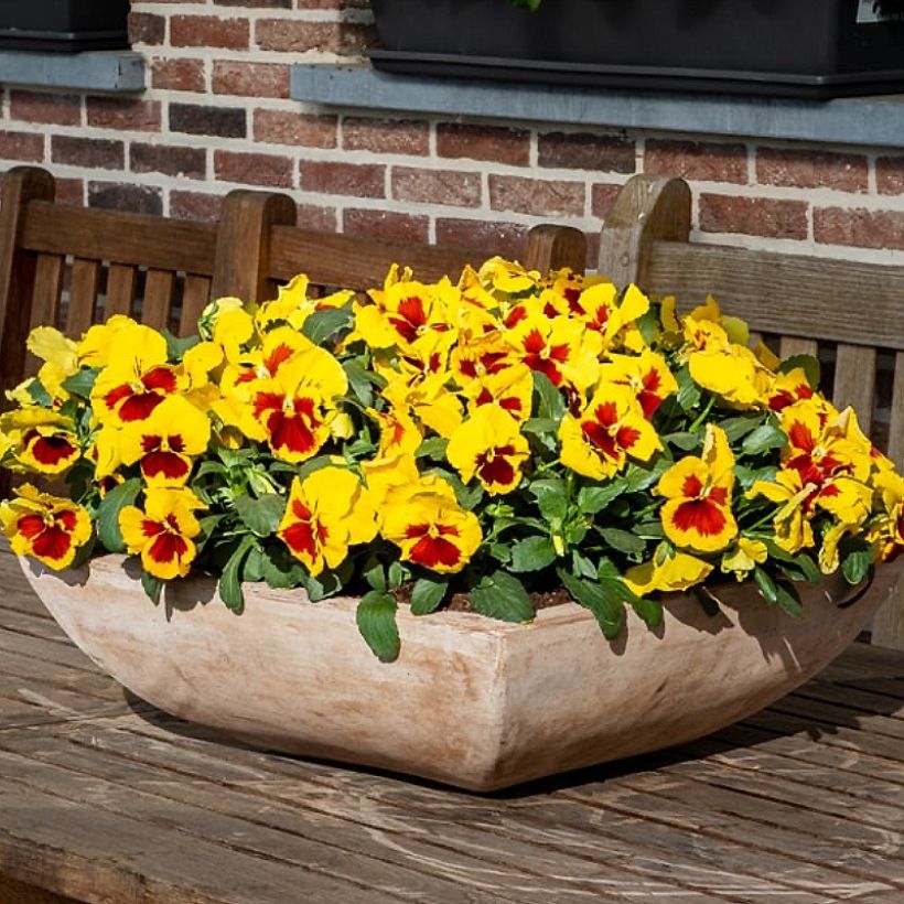 Stiefmütterchen Prim Up Yellow Red Blotch (Plant habit)