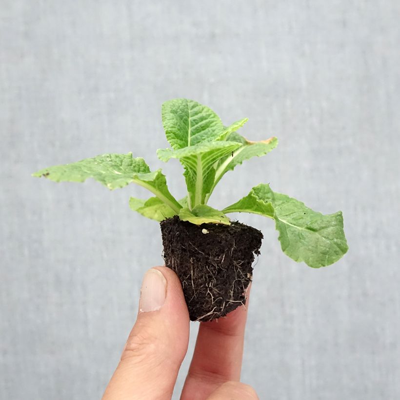 Exemplar von Primula Rubens Mix - Kissenprimel Jardi-Plug: Wurzelballen 3,8 cm x 3,2 cm in Anzuchtplatte à 15 Stück. wie im Herbst geliefert