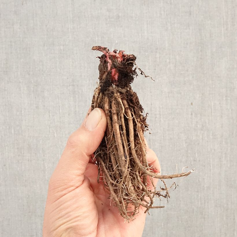 Exemplar von Primula japonica Millers Crimson - Etagen-Primel Wurzelnackt wie im Winter geliefert