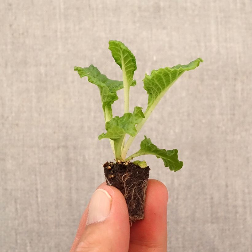 Exemplar von Primula acaulis Frilly White - Kissenprimel Mini-Plug Ø 1,5/2,5 cm wie im Herbst geliefert