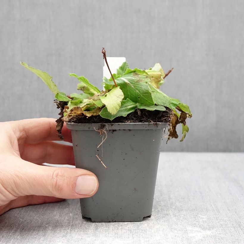 Example of Primula polyantha Oak Leaf Yellow Picotee - Primel Kleine Töpfe von 8/9 cm as you get in hiver