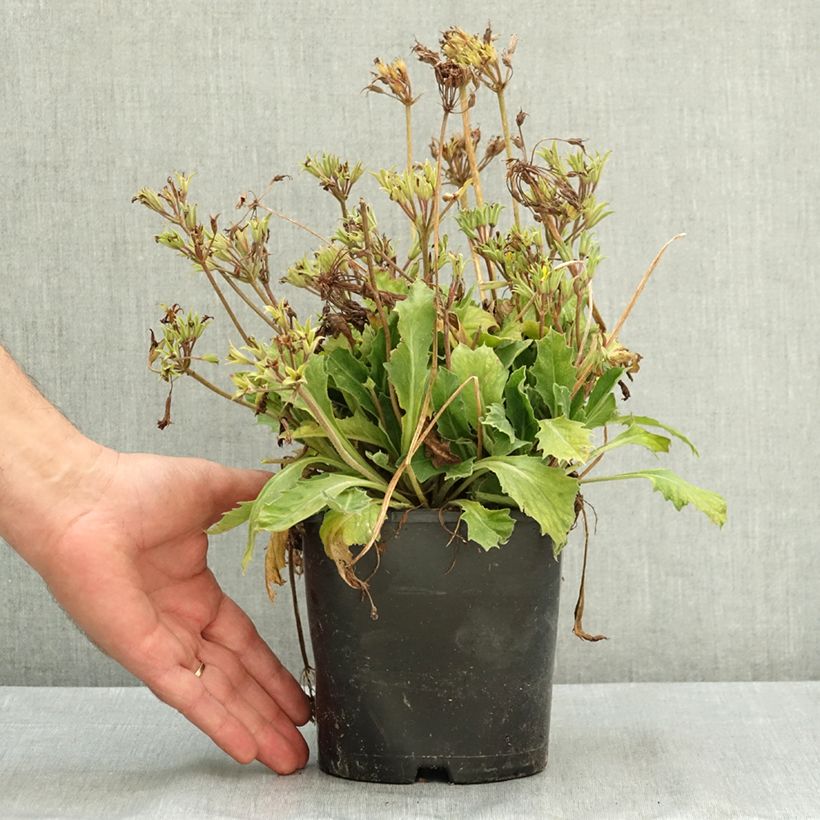 Exemplar von Primula polyantha Oak Leaf Yellow Picotee - Primel Topf mit 2L/3L wie im Sommer geliefert