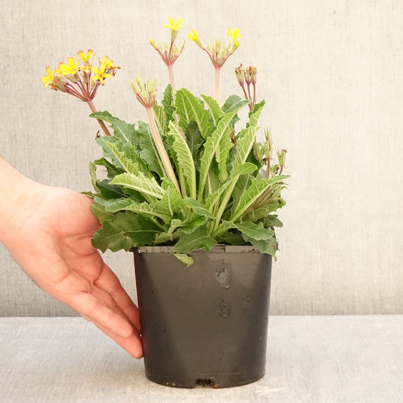 Example of Primula polyantha Oak Leaf Yellow Picotee - Primel Topf mit 2L/3L as you get in hiver