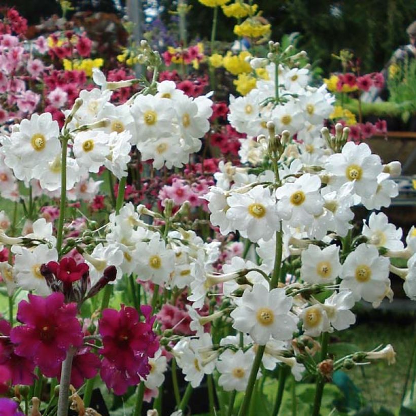 Primula japonica Alba - Etagen-Primel (Flowering)
