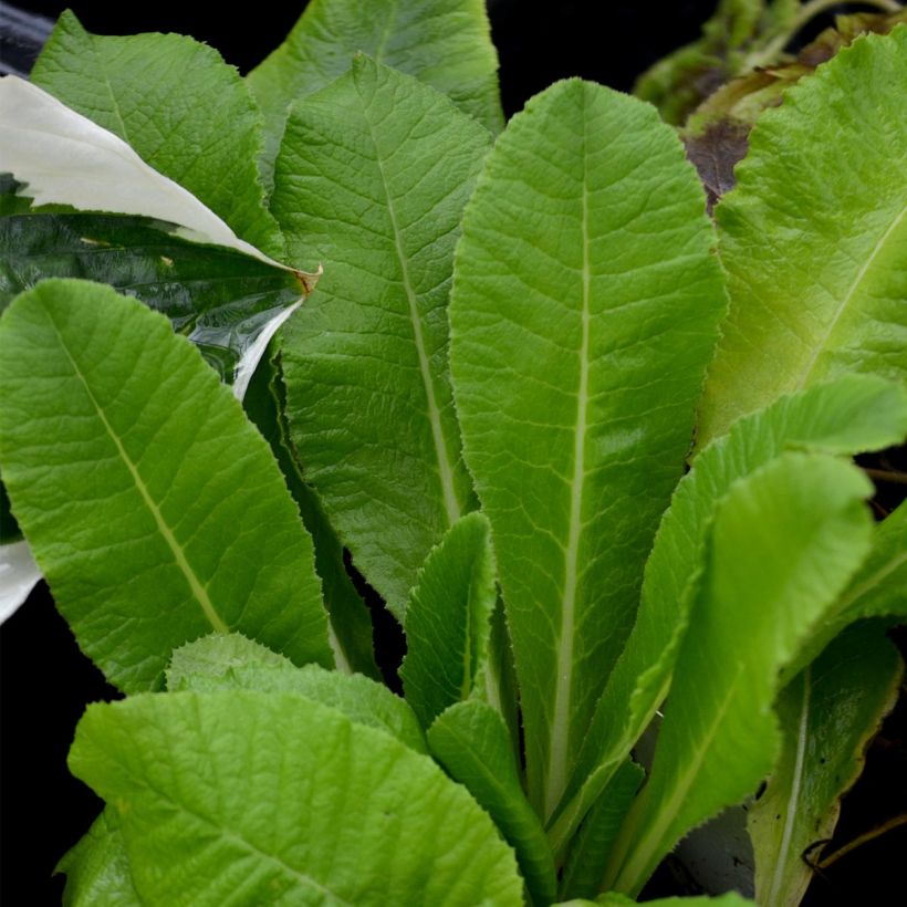Primula denticulata Alba - Kugelprimel (Foliage)
