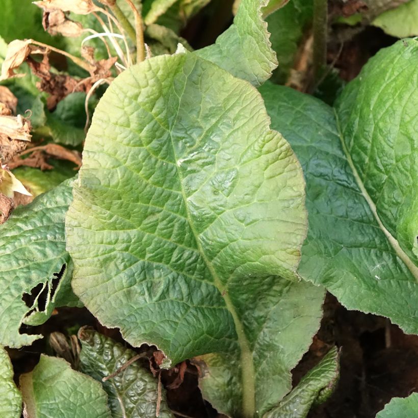 Hohe Schlüsselblume Veristar Yellow Gold - Primula (Laub)
