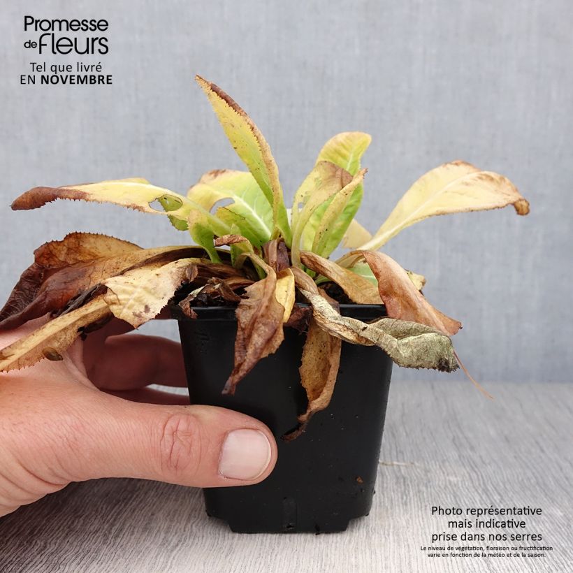 Exemplar von Primula denticulata Prom Lilac - Kugelprimel Kleine Töpfe von 8/9 cm wie im Herbst geliefert