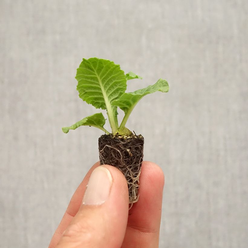 Example of Primula Rambo F1 Purple Flame - Kissenprimel Mini-Plug Ø 1,5/2,5 cm as you get in automne