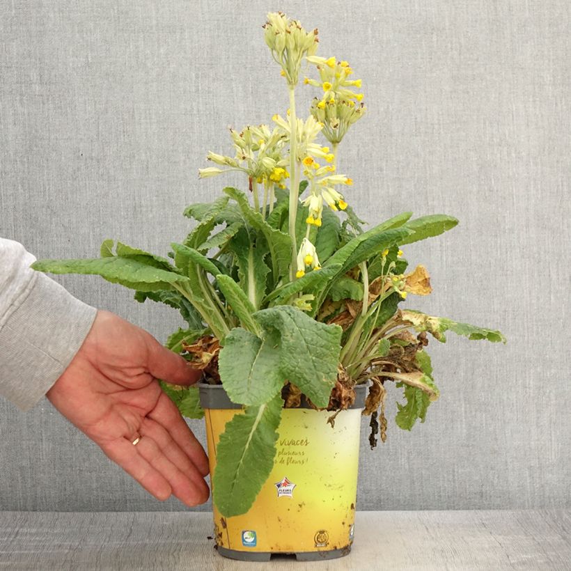 Example of Gelbe Stängellose Schlüsselblume - Primula vulgaris Topf mit 2L/3L as you get in printemps