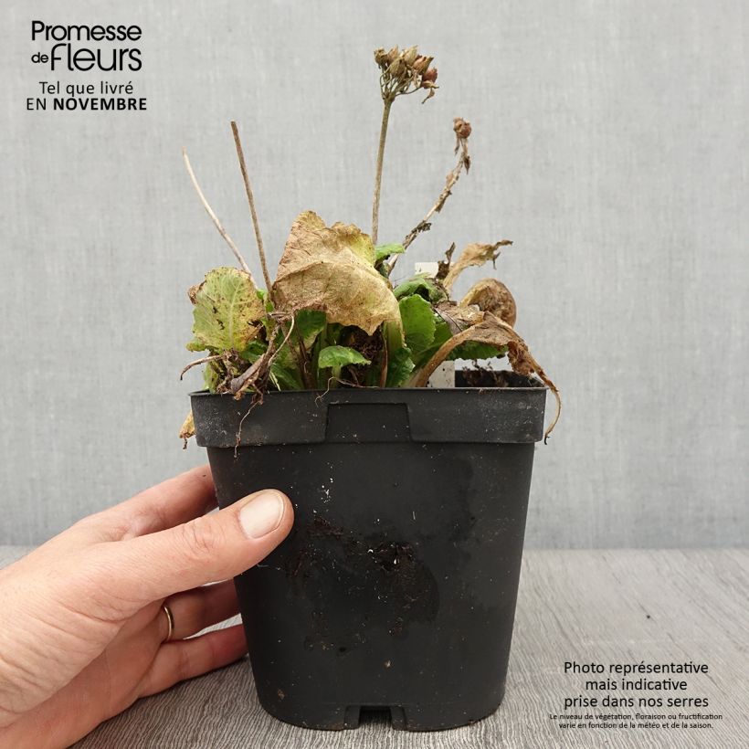 Exemplar von Primula veris - Primel Topf mit 2L/3L wie im Herbst geliefert