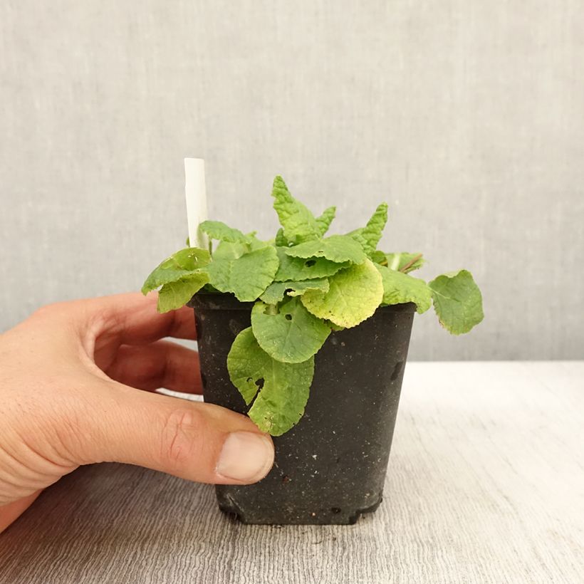 Exemplar von Primula Francesca - Kissenprimel Kleine Töpfe von 8/9 cm wie im Herbst geliefert