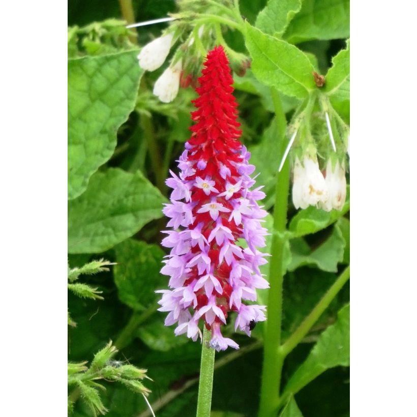 Primula vialii - Primel (Flowering)