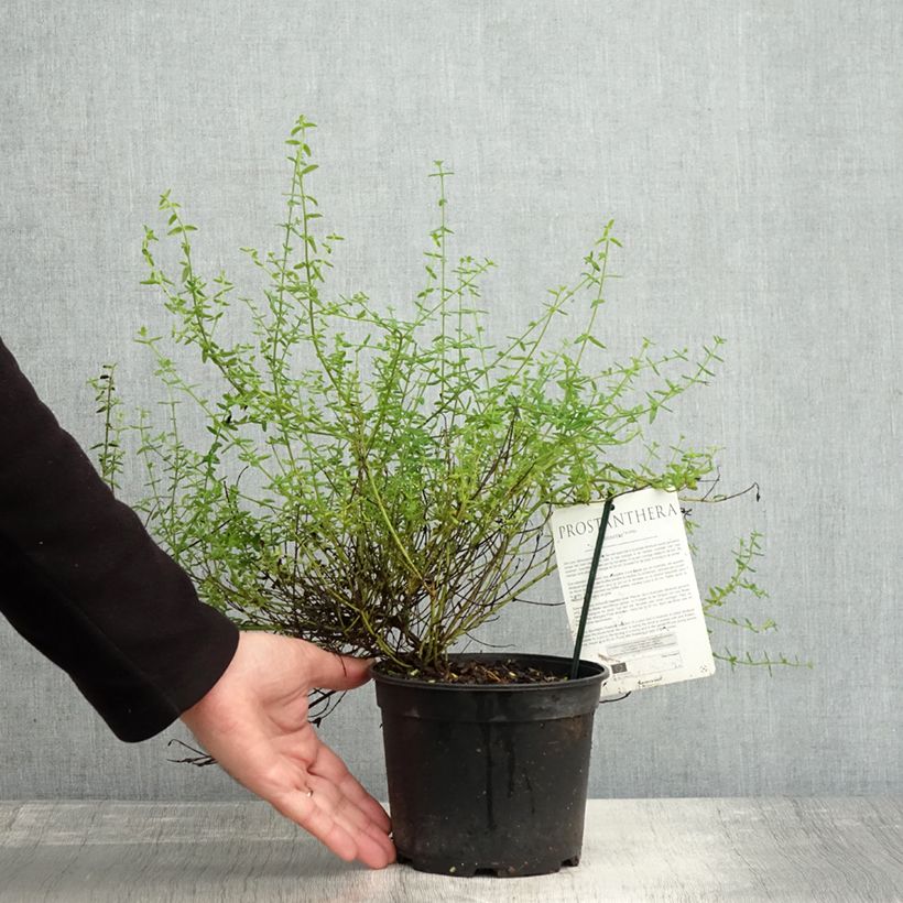 Exemplar von Prostanthera Rosetta - Menthe australienne Pot de 2L/3L wie im Herbst geliefert