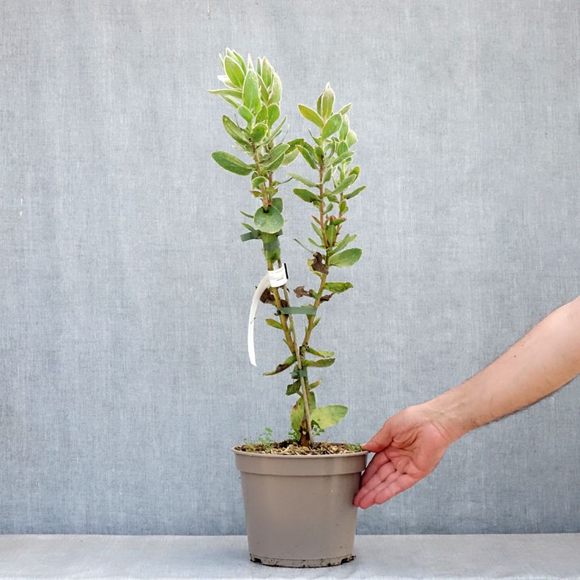 Example of Protea eximia Topf mit 3L/4L as you get in printemps