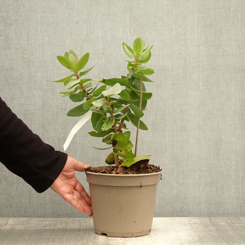 Exemplar von Protea magnifica Topf mit 3L/4L wie im Herbst geliefert