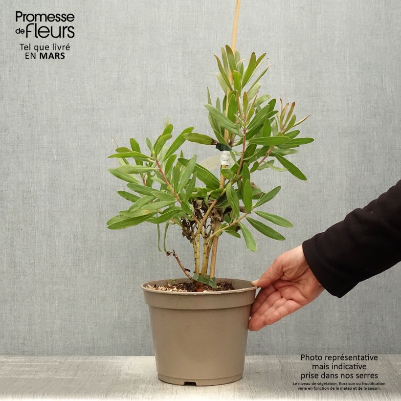 Example of Protea Pink Ice Topf mit 4L/5L as you get in printemps