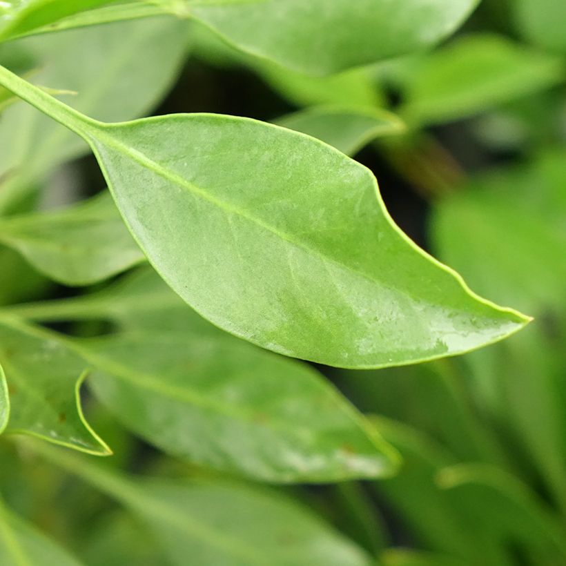 Protea cynaroides White Crown (Foliage)