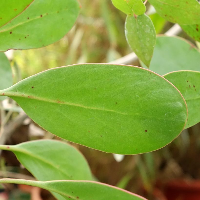 Protea cynaroides (Laub)