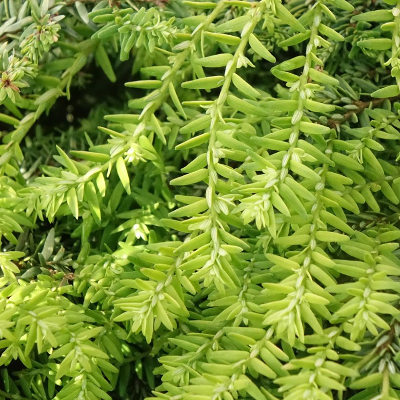Tsuga canadensis Nana - Hemlockstanne (Foliage)