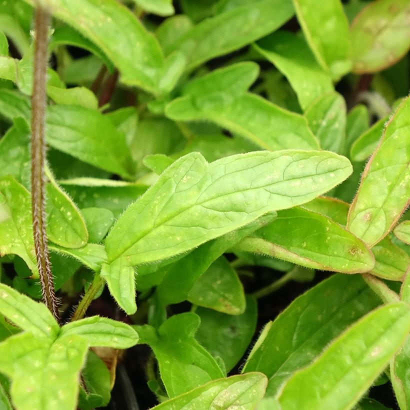 Großblütige Braunelle Altenberg Rosa - Prunella grandiflora (Foliage)