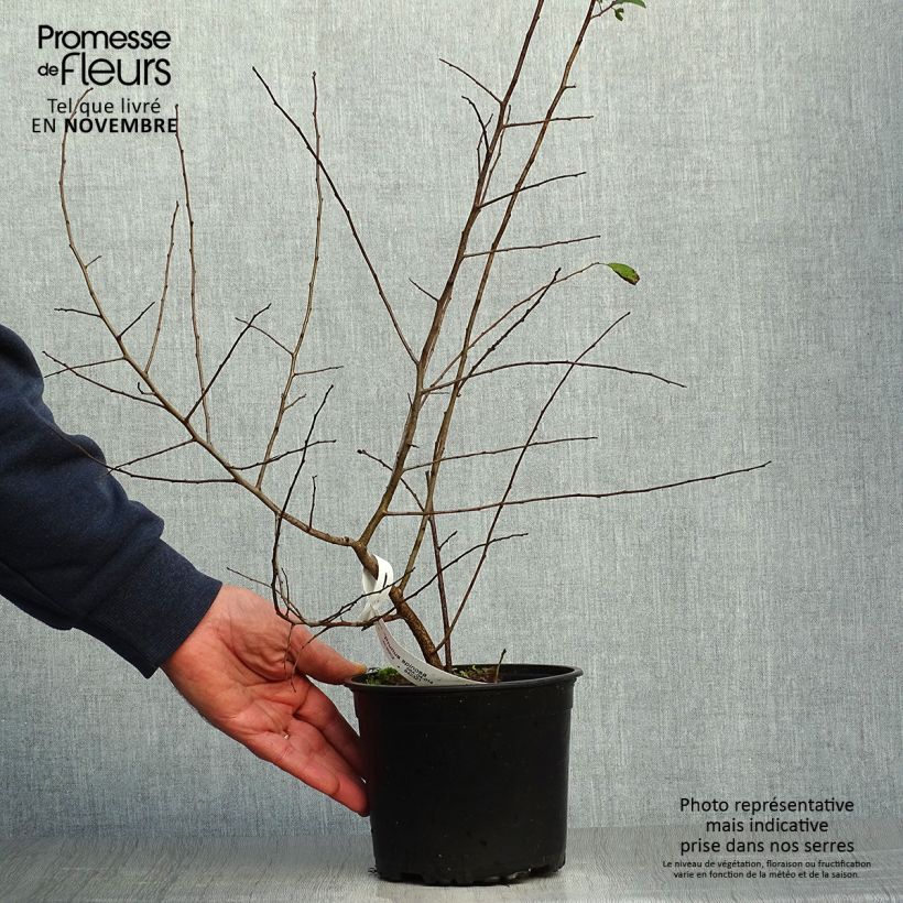Exemplar von Schlehe - Prunus spinosa Topf mit 2L/3L wie im Herbst geliefert