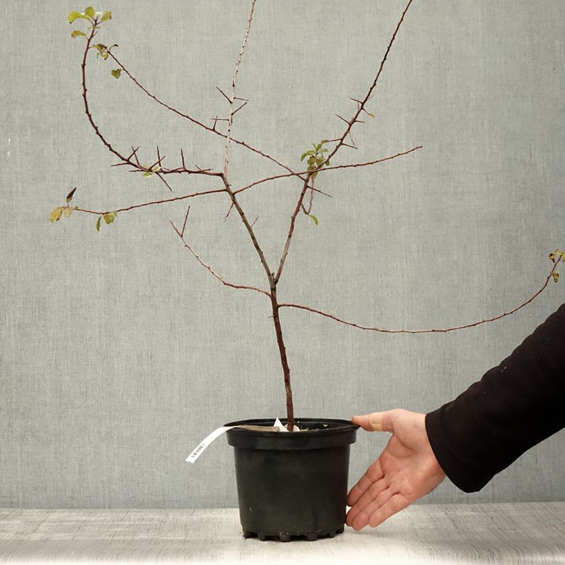Exemplar von Schlehe - Prunus spinosa Topf mit 3L/4L wie im Herbst geliefert