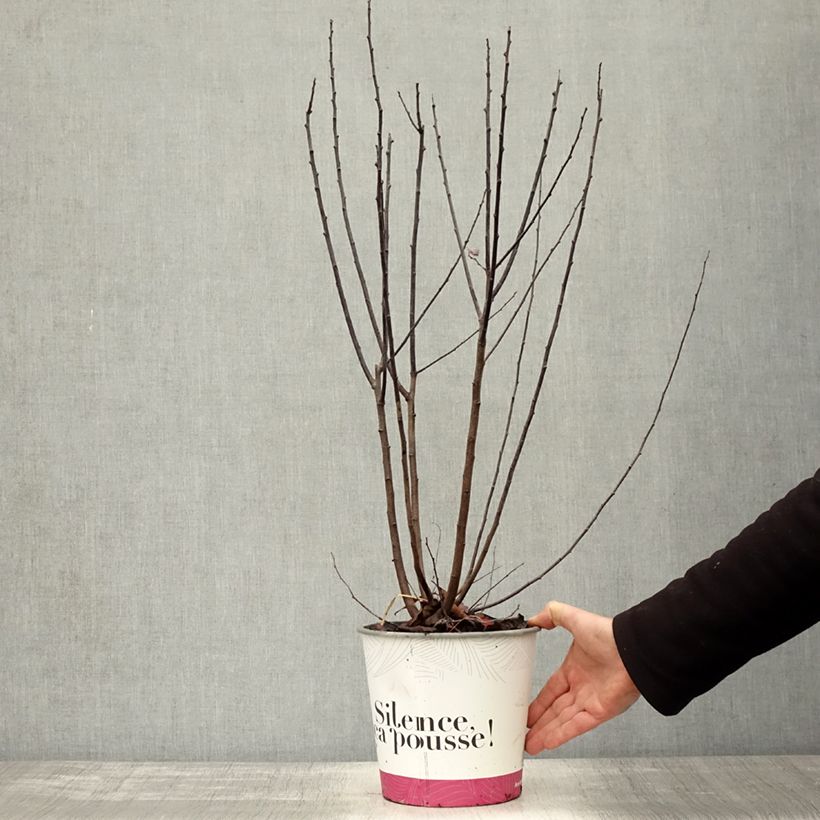 Exemplar von Kirsch-Pflaume Nigra - Prunus cerasifera Topf mit 3L/4L, Strauch wie im Herbst geliefert