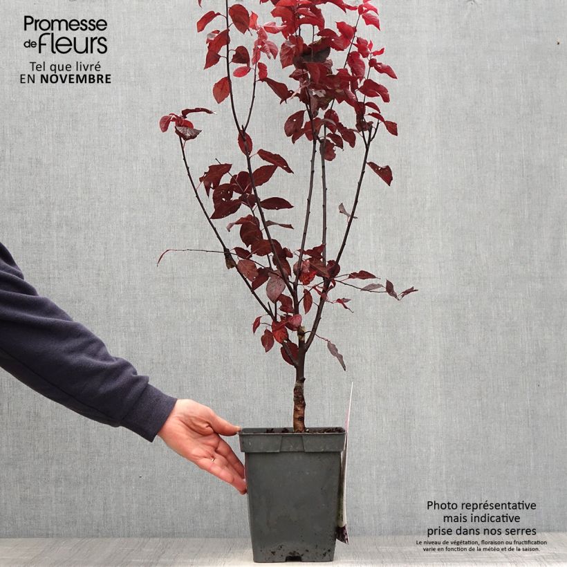 Exemplar von Kirsch-Pflaume Nigra - Prunus cerasifera Topf mit 4L/5L, Stamm wie im Herbst geliefert
