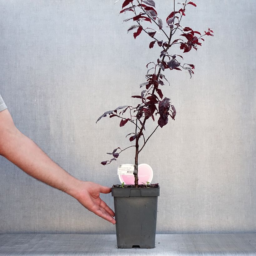 Exemplar von Kirsch-Pflaume Nigra - Prunus cerasifera Topf mit 4L/5L, Stamm wie im Sommer geliefert