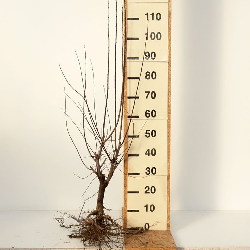 Exemplar von Kirsch-Pflaume Nigra - Prunus cerasifera Wurzelnackt, Strauch wie im Winter geliefert