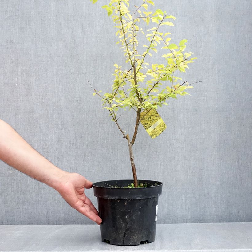 Exemplar von Prunier à fleurs - Prunus cerasifera Złoty Obłok Topf mit 4L/5L wie im Frühjahr geliefert