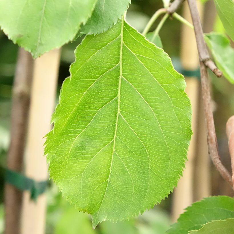 Pflaume Altesse Double - Prunus domestica (Laub)