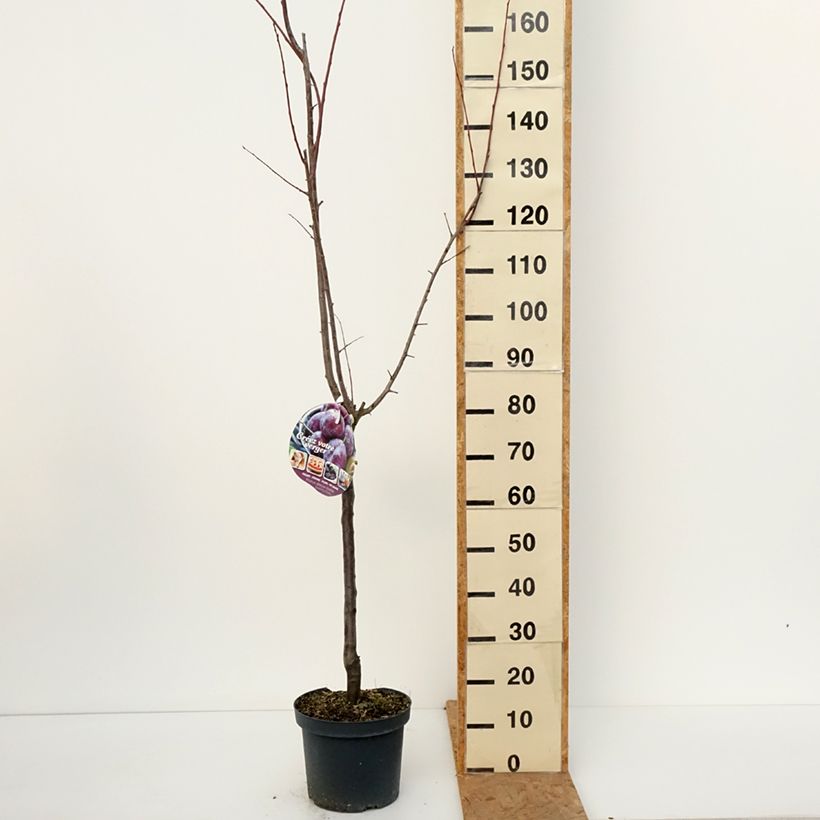 Exemplar von Pflaume Altesse Double - Prunus domestica Topf mit 7,5L/10L, Gobelet-Form wie im Herbst geliefert