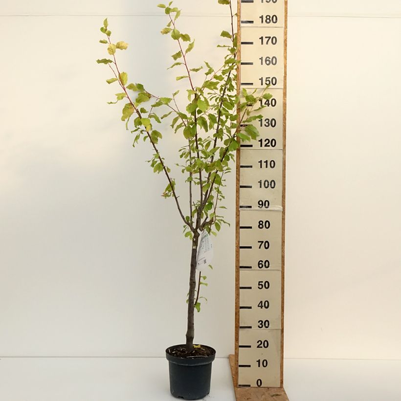 Exemplar von Pflaume Altesse Double - Prunus domestica Topf mit 7,5L/10L, Gobelet-Form wie im Sommer geliefert