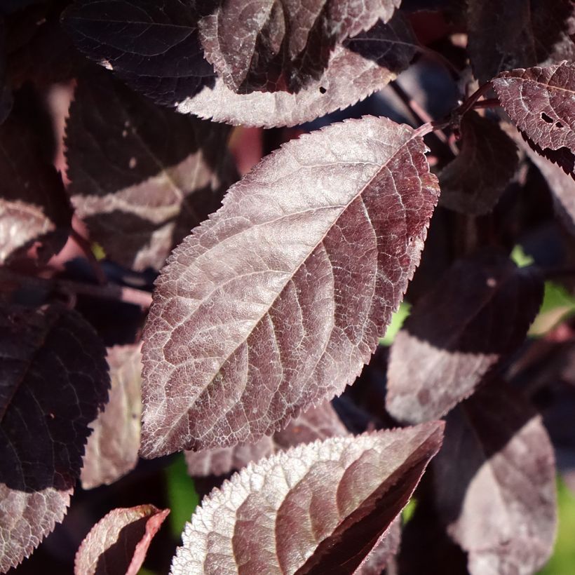 Kirsch-Pflaume Hollywood - Prunus cerasifera (Foliage)