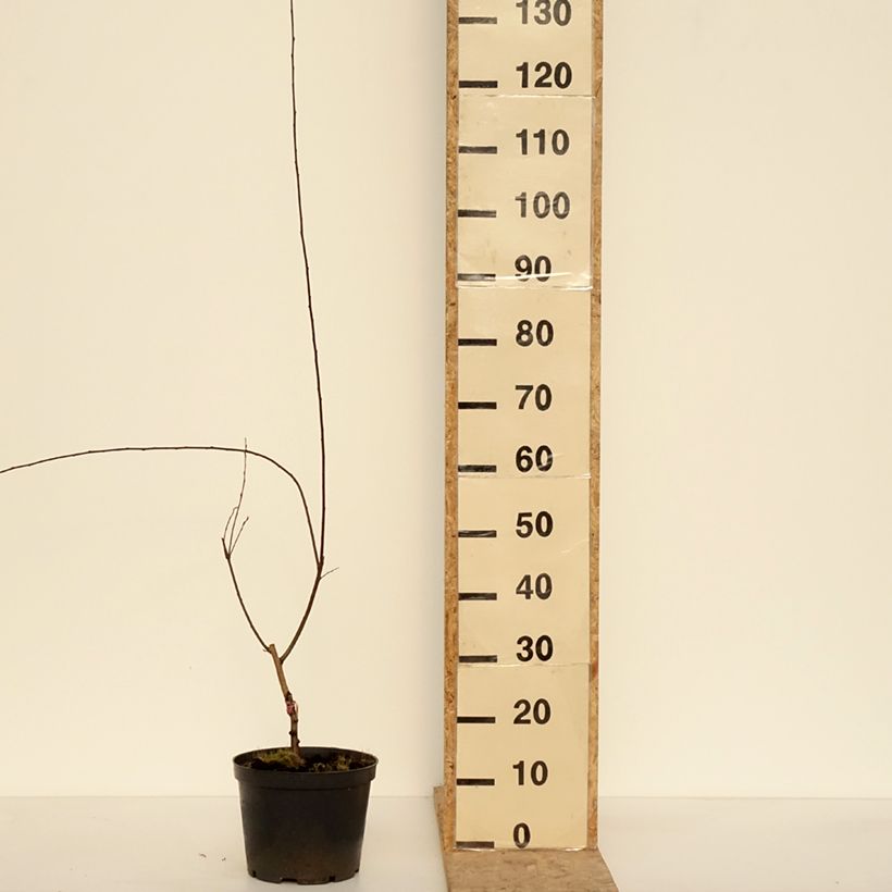 Exemplar von Prunier cerise - Prunus cerasifera Hollywood Pot de 4L/5L wie im Winter geliefert