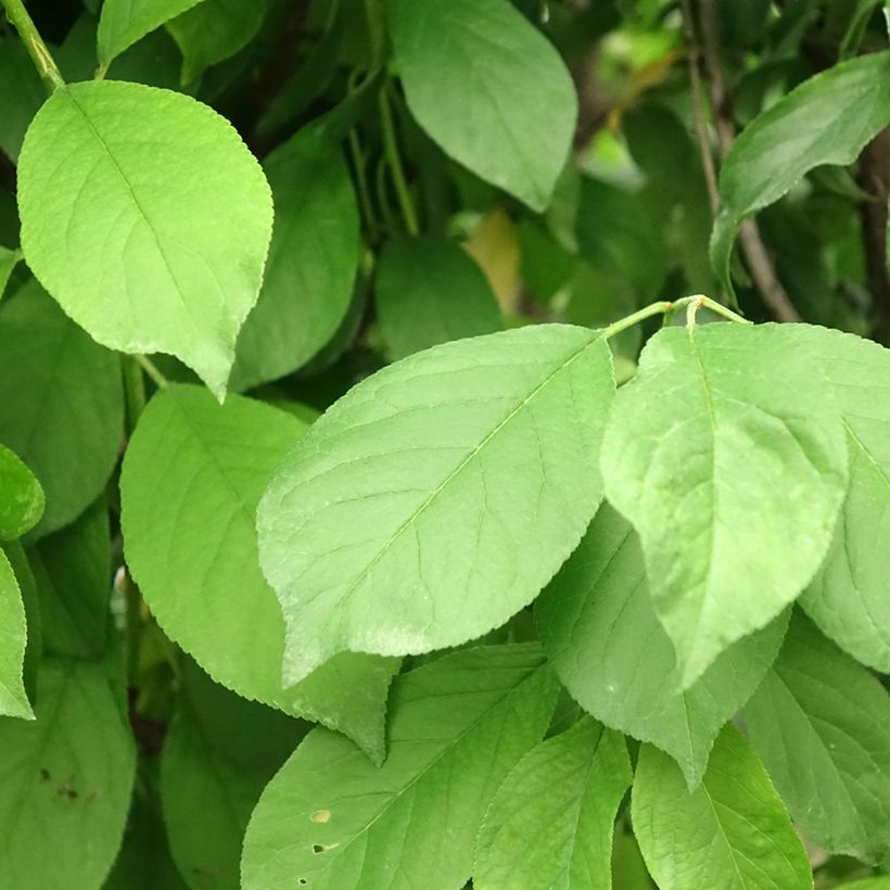 Prunier Duo Black Amber et Golden Japan (Foliage)