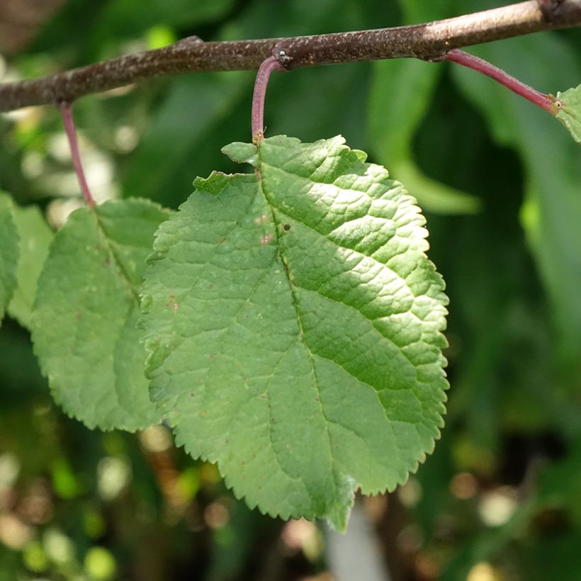 Pflaume Opal, Victoria - Prunus domestica (Laub)