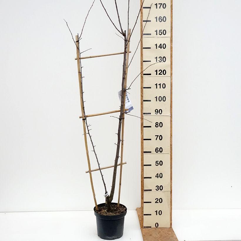 Exemplar von Pflaume Opal, Victoria - Prunus domestica Topf mit 7,5L/10L, Spalierobst einfach U-Form wie im Herbst geliefert
