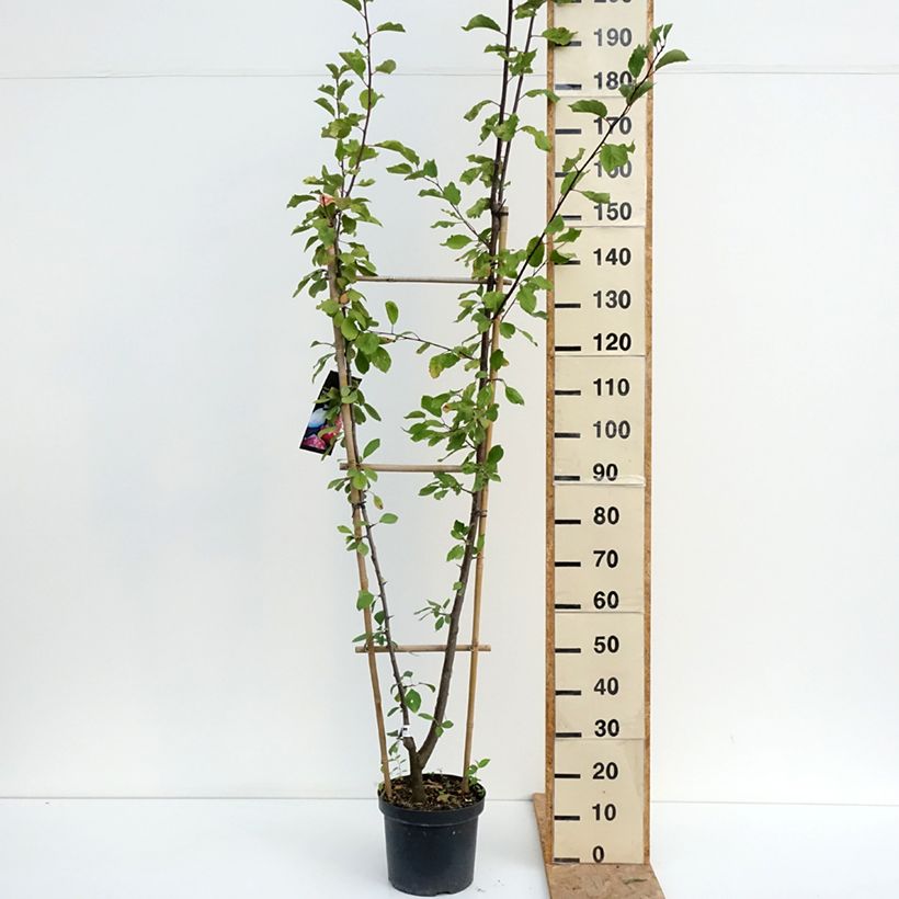 Exemplar von Pflaume Opal, Victoria - Prunus domestica Topf mit 7,5L/10L, Spalierobst einfach U-Form wie im Sommer geliefert