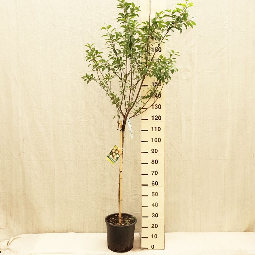 Example of Mirabellenbaum Mirabelle de Nancy - Prunus Topf mit 7,5L/10L, Halbstamm as you get in printemps