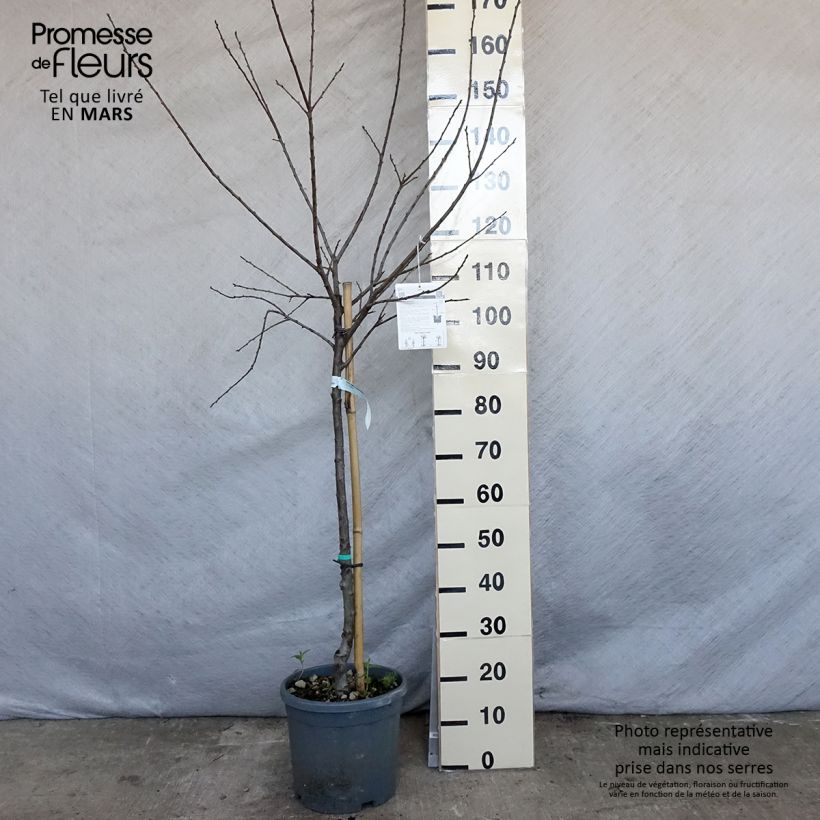 Example of Mirabellenbaum Mirabelle de Nancy - Prunus Topf mit 7,5L/10L, Gobelet-Form as you get in printemps