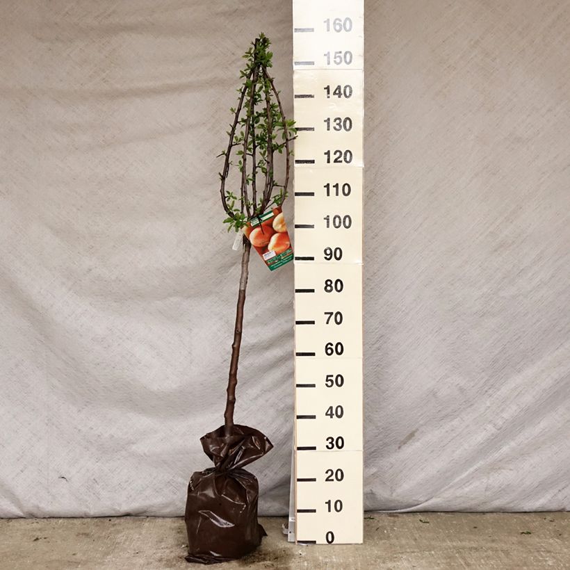 Exemplar von Pflaume Miraclaude 'Delclomi' - Prunus domestica Plug "Fertig-zum-Pflanzen", Gobelet-Form wie im Frühjahr geliefert