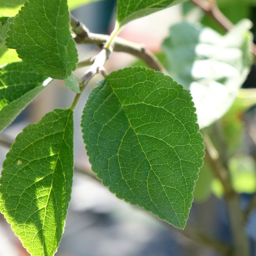 Pflaume Mr. Hâtif - Prunus domestica (Laub)