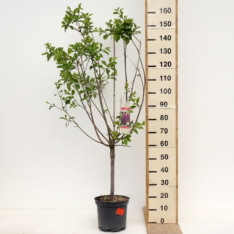Exemplar von Pflaume Mr. Hâtif - Prunus domestica Topf mit 7,5L/10L, Gobelet-Form wie im Frühjahr geliefert