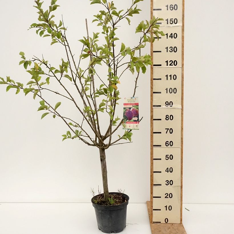 Exemplar von Pflaume Mr. Hâtif - Prunus domestica Topf mit 7,5L/10L, Gobelet-Form wie im Sommer geliefert